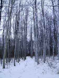 Les v zim