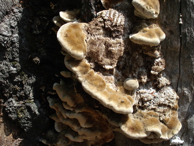 houby na paezu