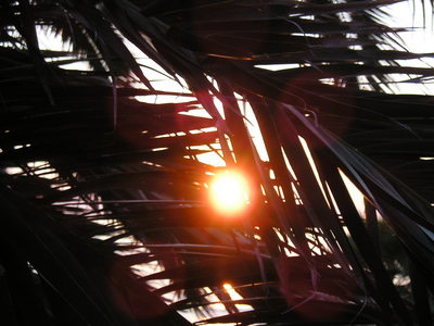 Palm In Shine