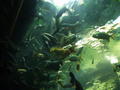 Hradec Kralove vodne akvarium