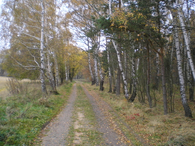 Podzimn cesta