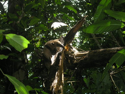 Kostarika 2004