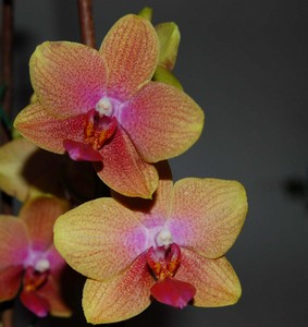 krsna orchidea
