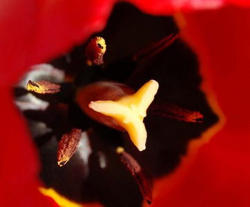 v tulipne