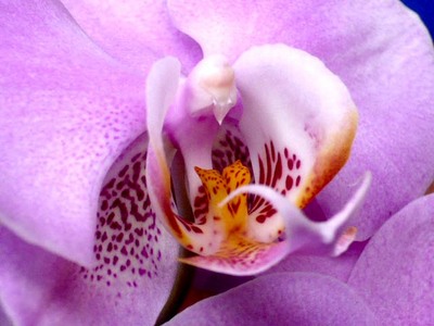 Uvnit kvtu orchideje