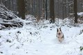 Zima v lese se psem