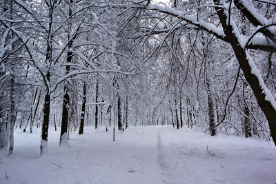 Cesty v zim