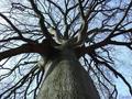 Koruna stromu z NL