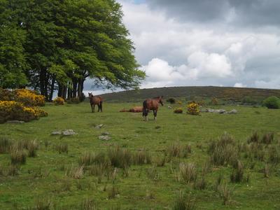 Svoboda zvan Dartmoor