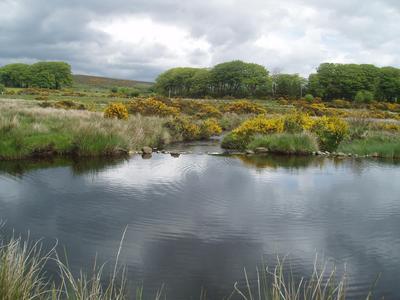 Jezero v pustin Dartmoorsk