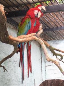 papouci