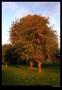 Strom z Berouna :-)
