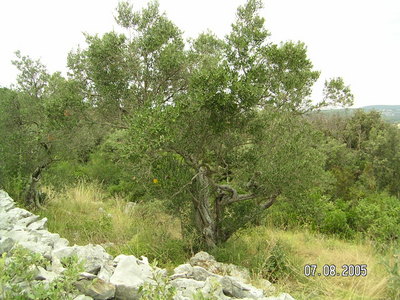 olivovnk