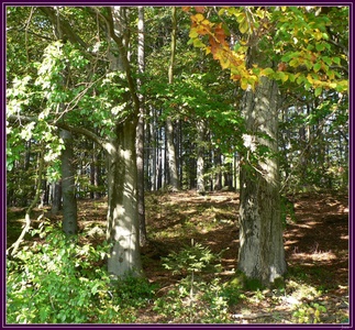 Bukov les