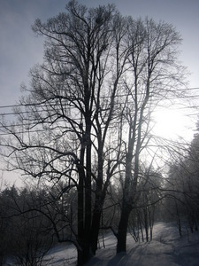 Ndhern strom v zim s polednm sluncem