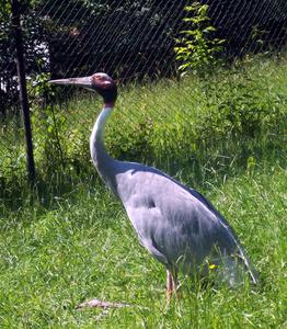 ZOO - na kolench, i zakolench