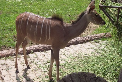 Zoo - o nm dneska navarili?