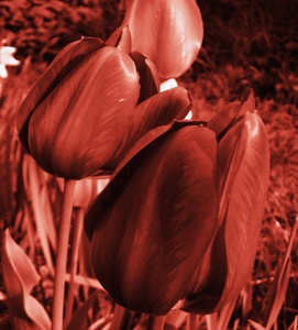 Tulipny