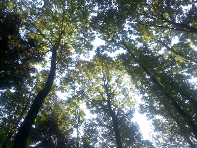 les-pohled nahoru