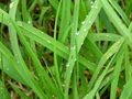 Grass With Water