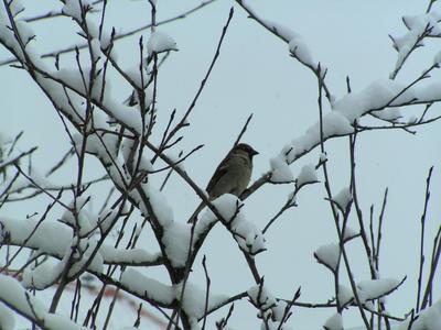 Vrabk v zim