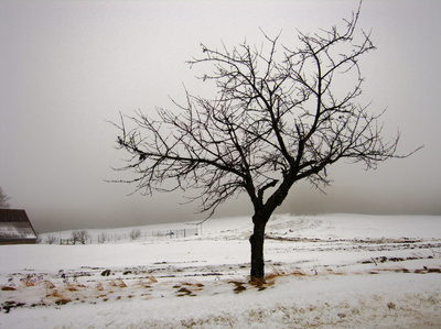 strom v zimn krajin